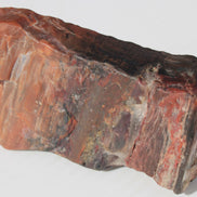 Petrified Wood from Xinjiang China 224g Rocks and Things
