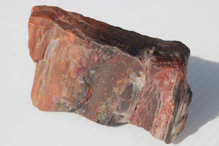 Petrified Wood from Xinjiang China 224g Rocks and Things