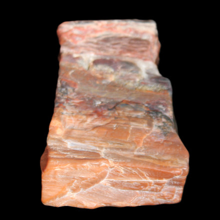 Petrified Wood from Xinjiang, China 224g in sunlight - Rocks and Things Store
