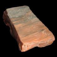 Petrified Wood from Xinjiang, China 224g in sunlight - Rocks and Things Store