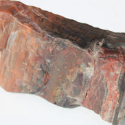 Petrified Wood from Xinjiang China 224g Rocks and Things