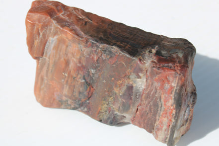 Petrified Wood from Xinjiang China 224g Rocks and Things