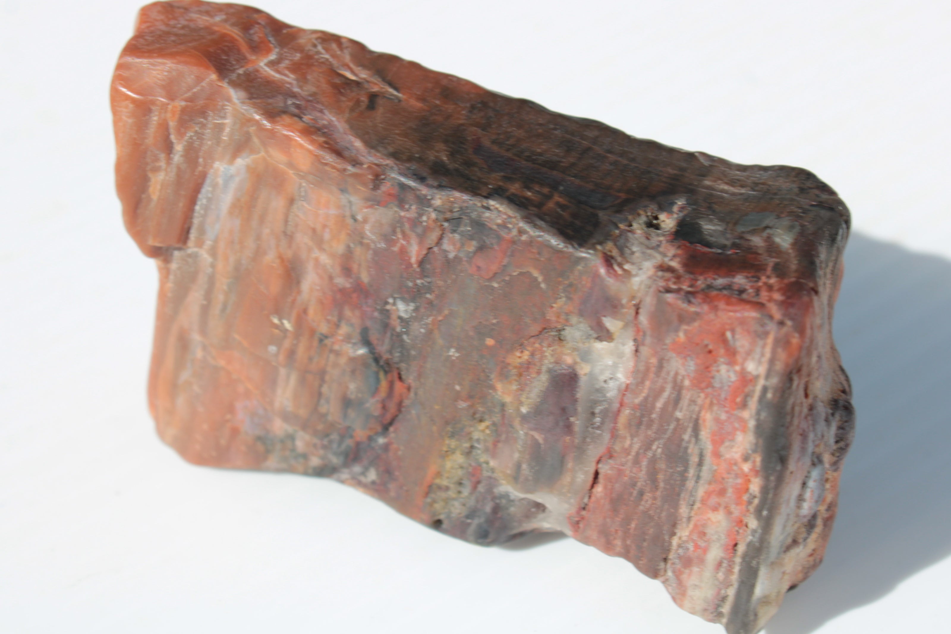 Petrified Wood from Xinjiang China 224g Rocks and Things