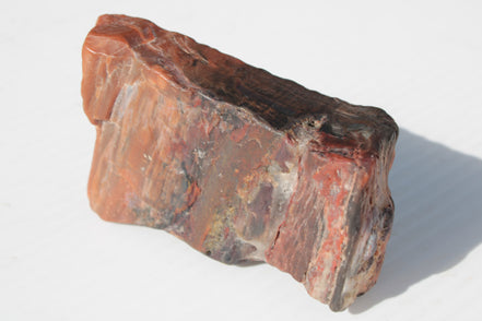 Petrified Wood from Xinjiang China 224g Rocks and Things