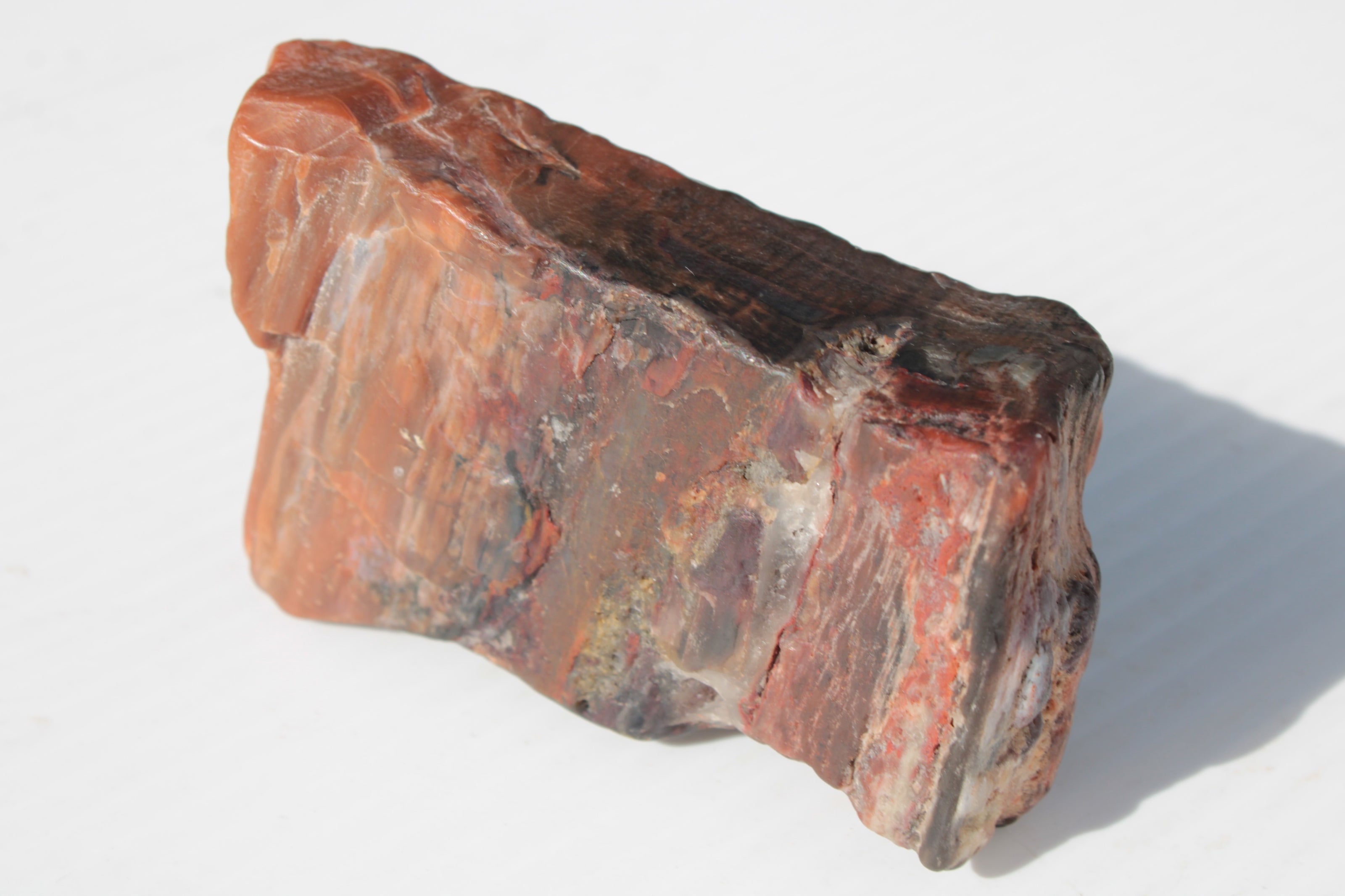 Petrified Wood from Xinjiang China 224g Rocks and Things