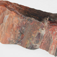 Petrified Wood from Xinjiang China 224g Rocks and Things