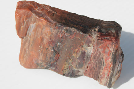 Petrified Wood from Xinjiang China 224g Rocks and Things
