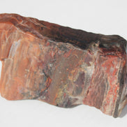 Petrified Wood from Xinjiang China 224g Rocks and Things
