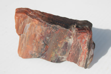 Petrified Wood from Xinjiang China 224g Rocks and Things