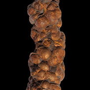 Rainbow grape Hematite 20g in sunlight - Rocks and Things Store