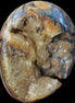 Septarian Dragon Stone geode egg 392g in sunlight - Rocks and Things Store
