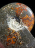 Ammonite from Madagascar 1326g Rocks and Things
