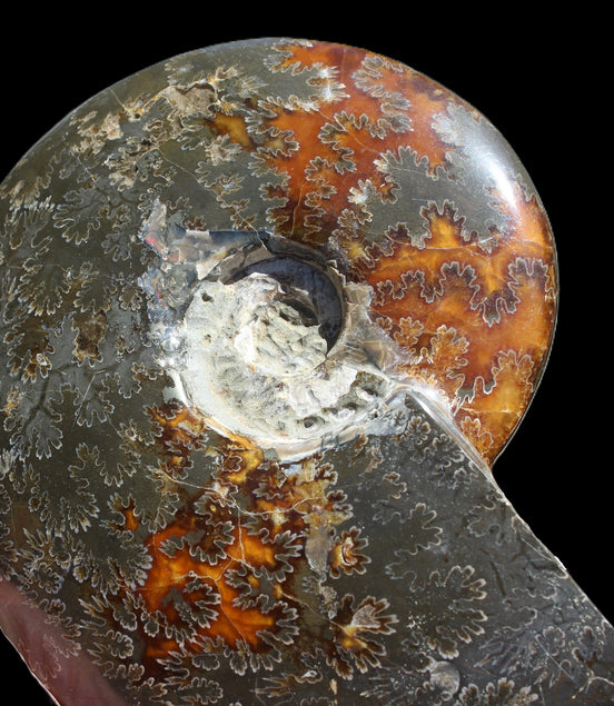 Ammonite from Madagascar 1326g Rocks and Things