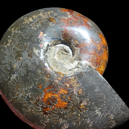 Ammonite from Madagascar 1326g Rocks and Things