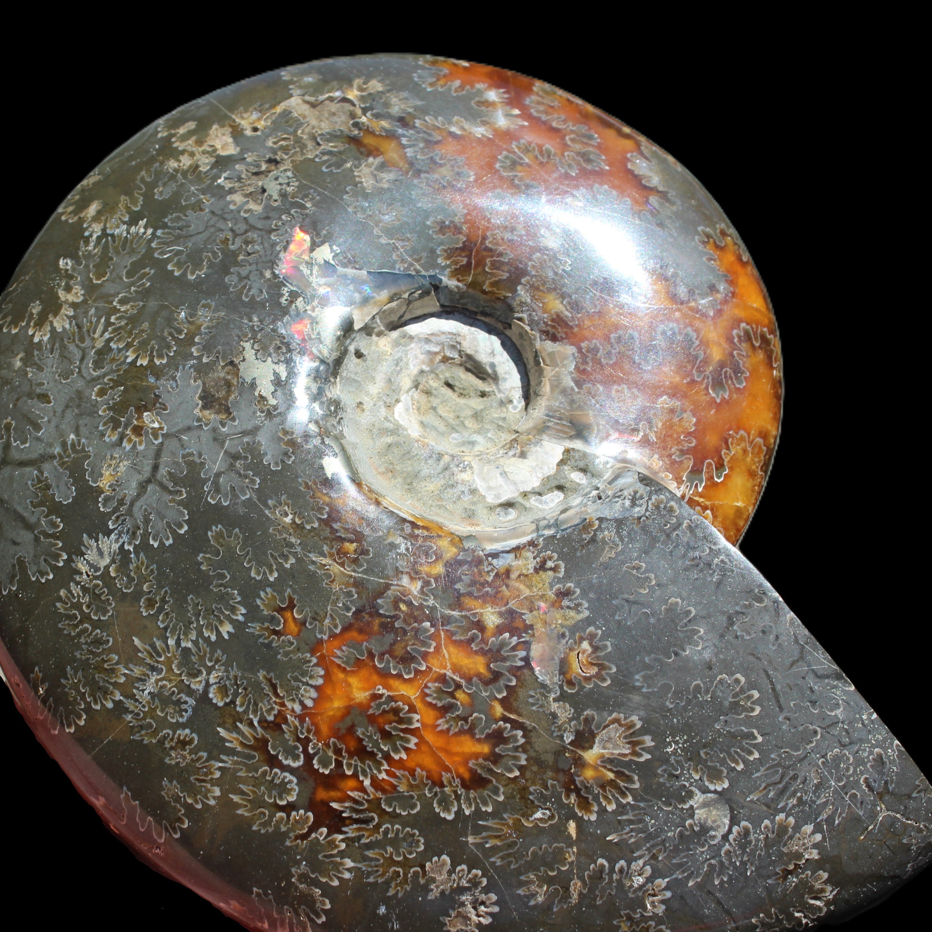 Ammonite from Madagascar 1326g Rocks and Things