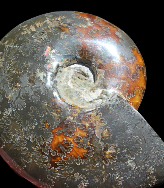 Ammonite from Madagascar 1326g Rocks and Things