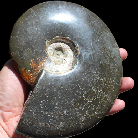 Ammonite from Madagascar 1326g Rocks and Things