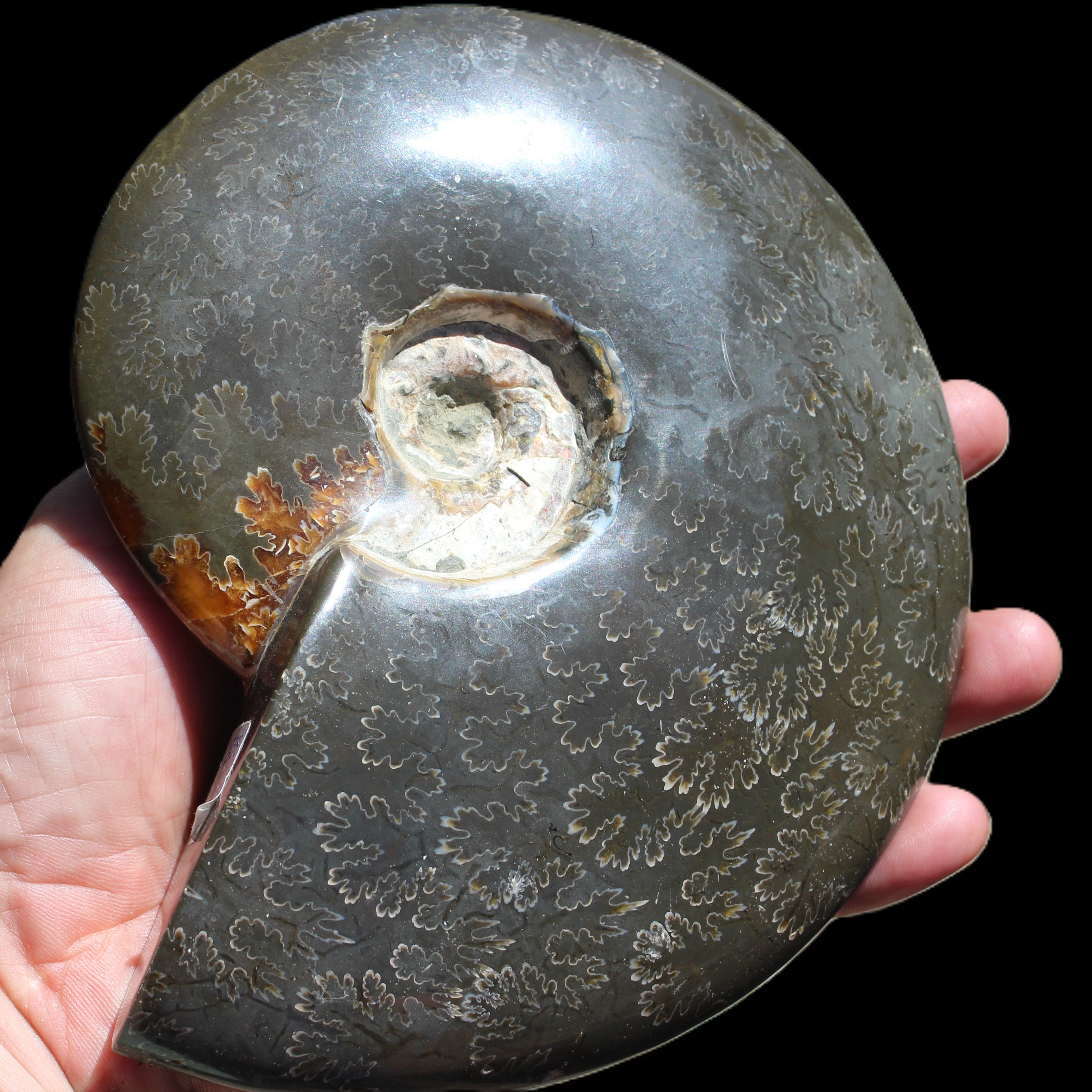 Ammonite from Madagascar 1326g Rocks and Things