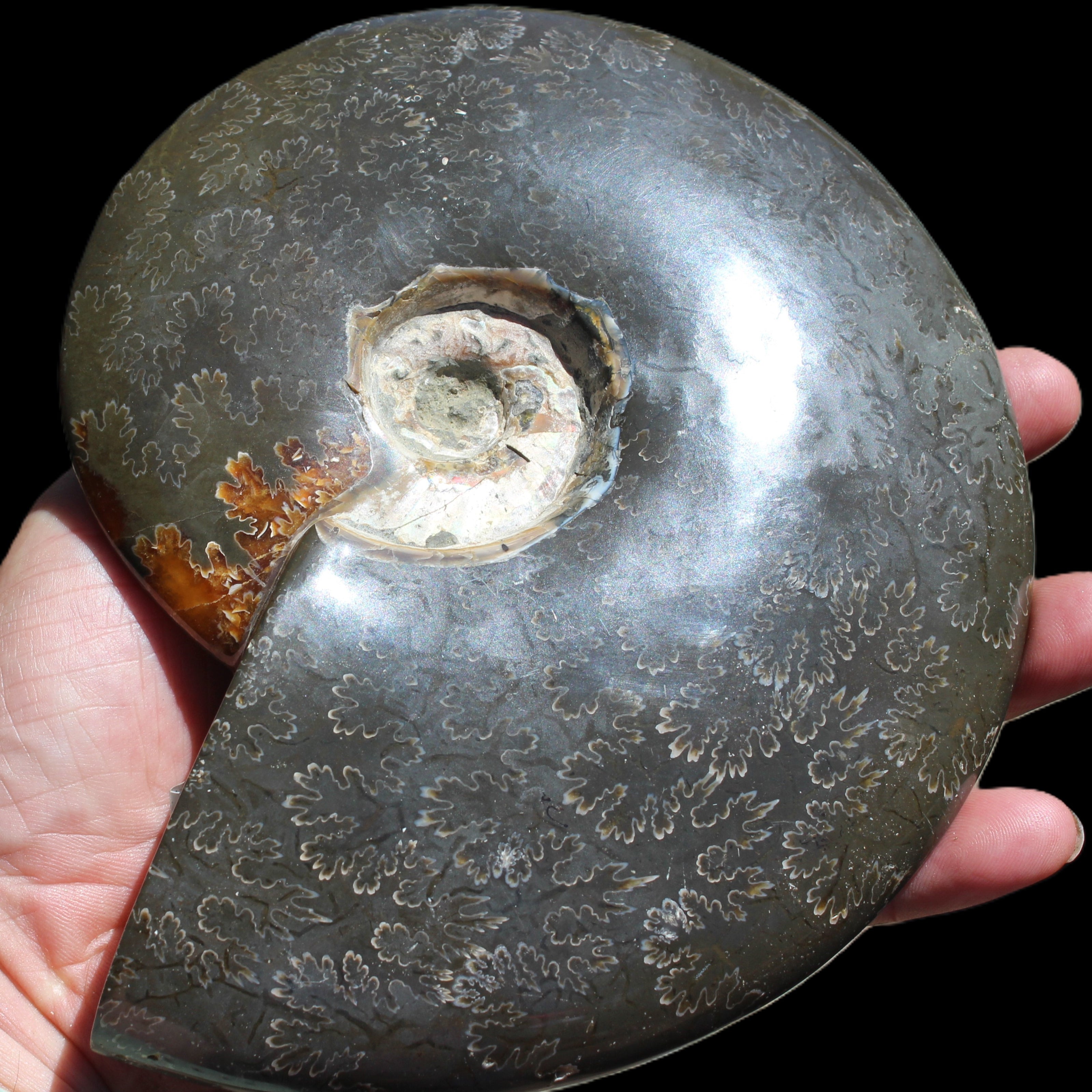Ammonite from Madagascar 1326g Rocks and Things
