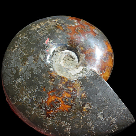 Ammonite from Madagascar 1326g Rocks and Things