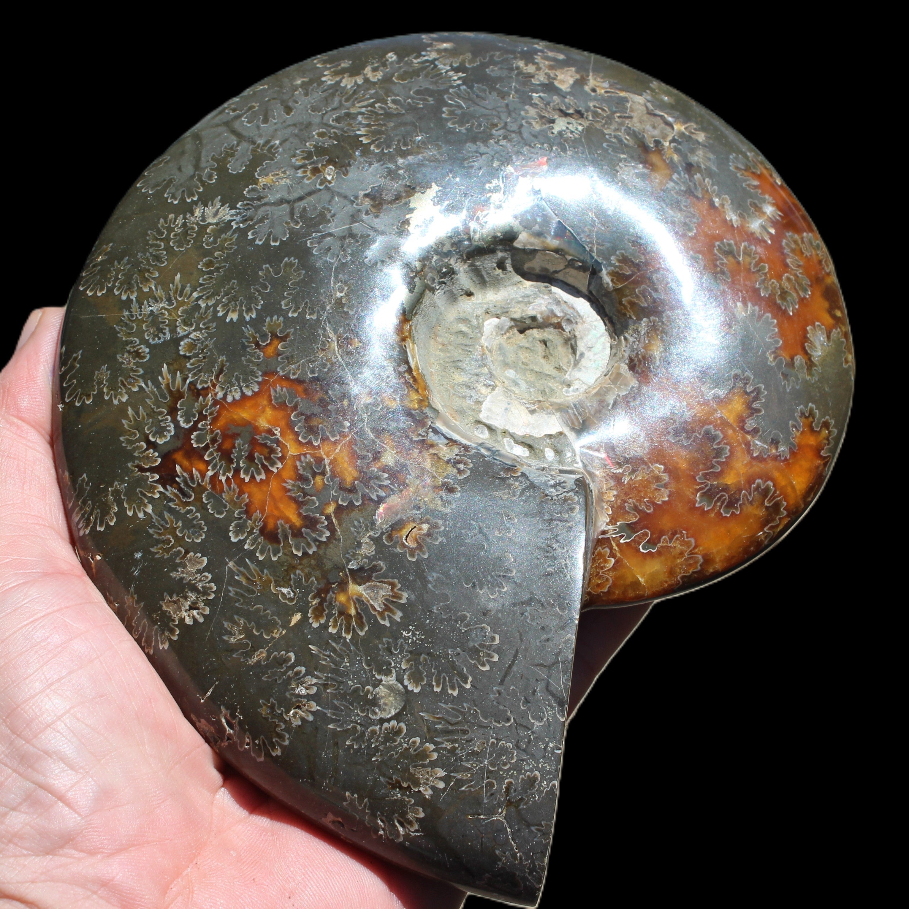 Ammonite from Madagascar 1326g Rocks and Things