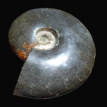 Ammonite from Madagascar 1326g Rocks and Things