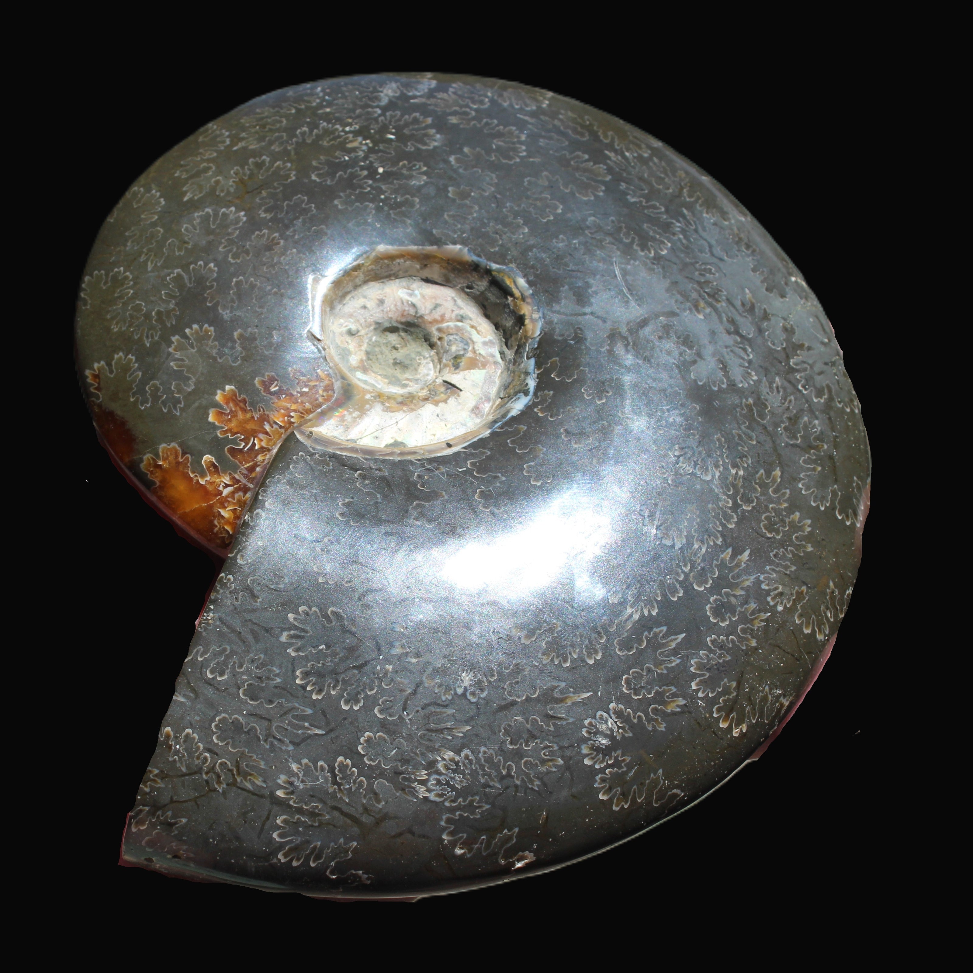 Ammonite from Madagascar 1326g Rocks and Things