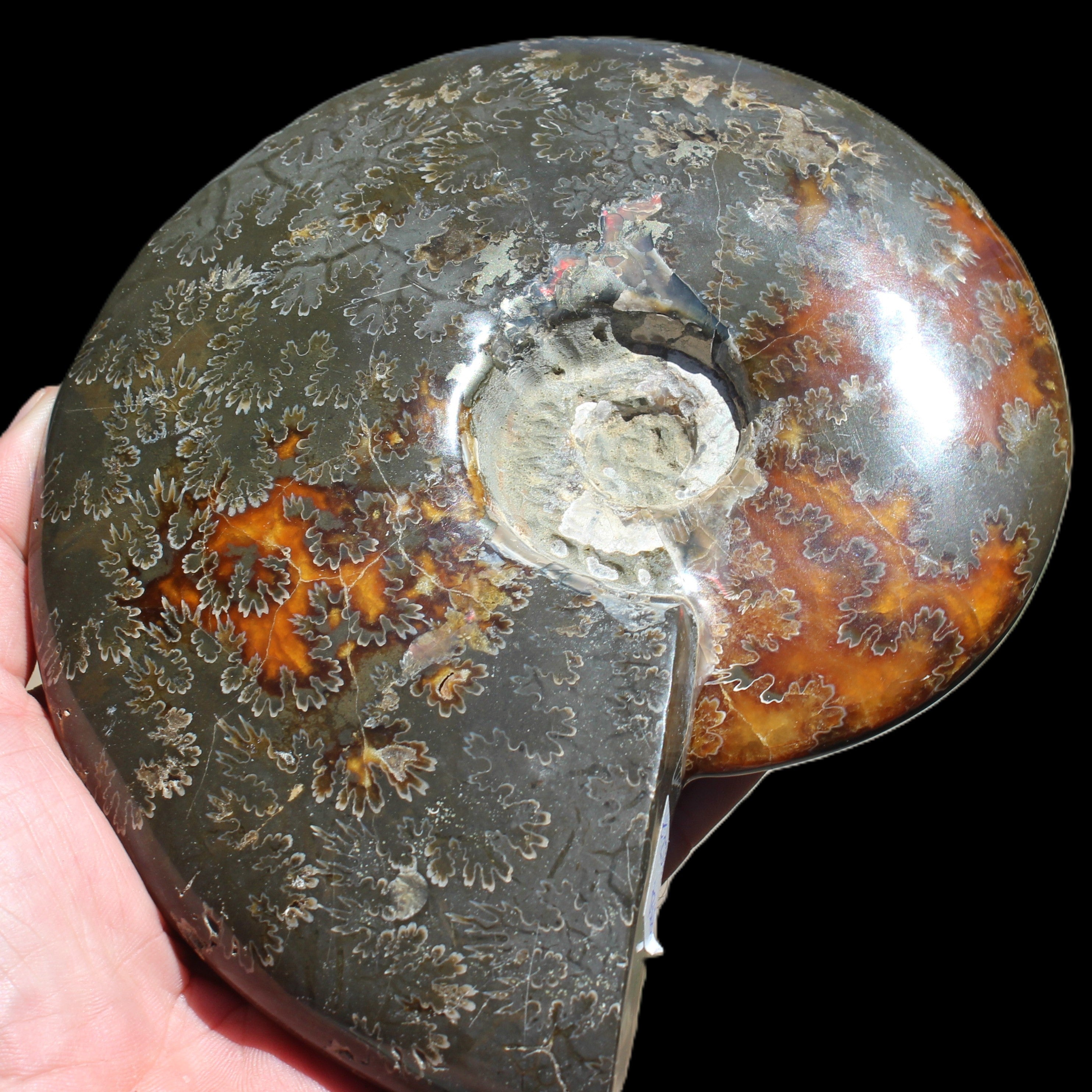 Ammonite from Madagascar 1326g Rocks and Things