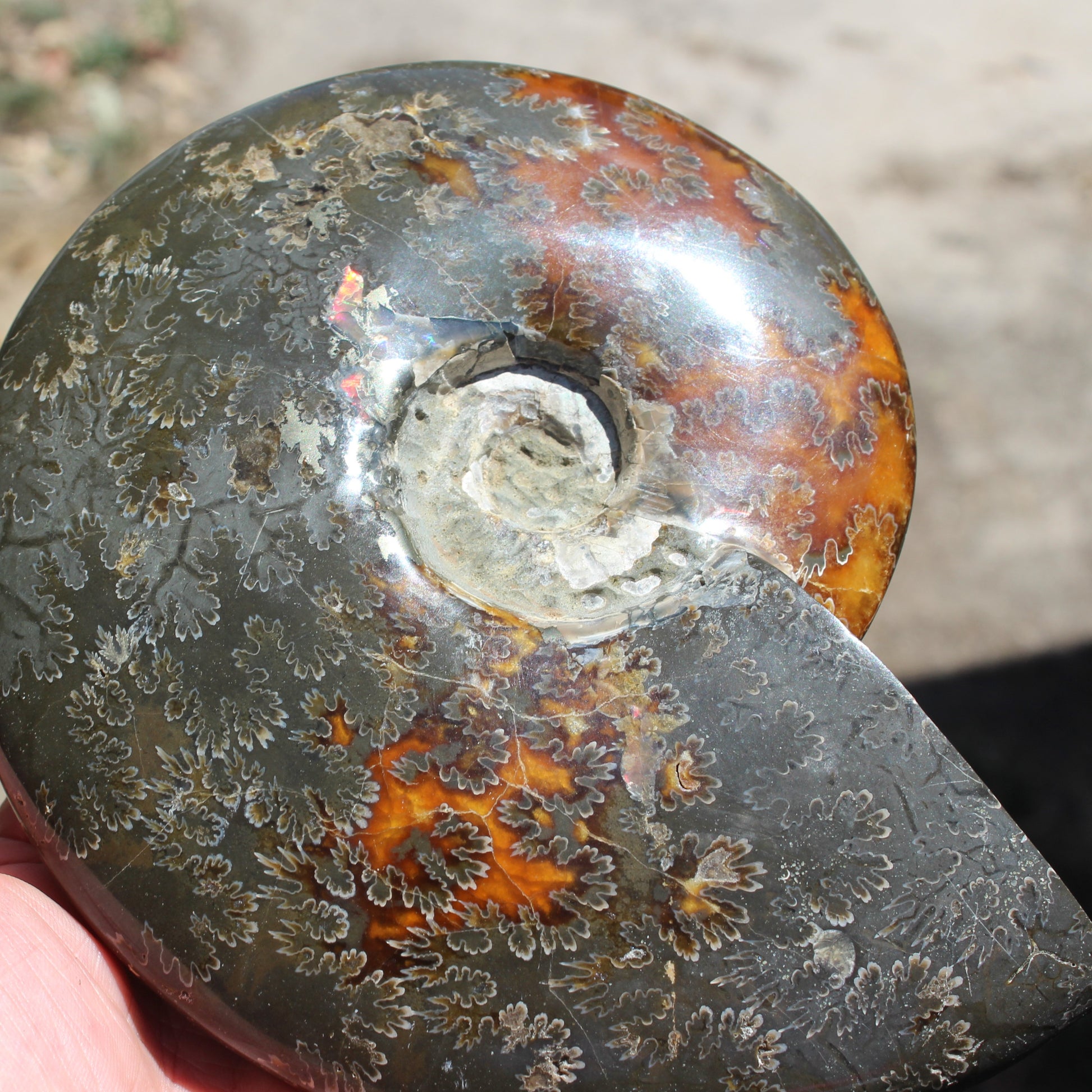 Ammonite from Madagascar 1326g Rocks and Things