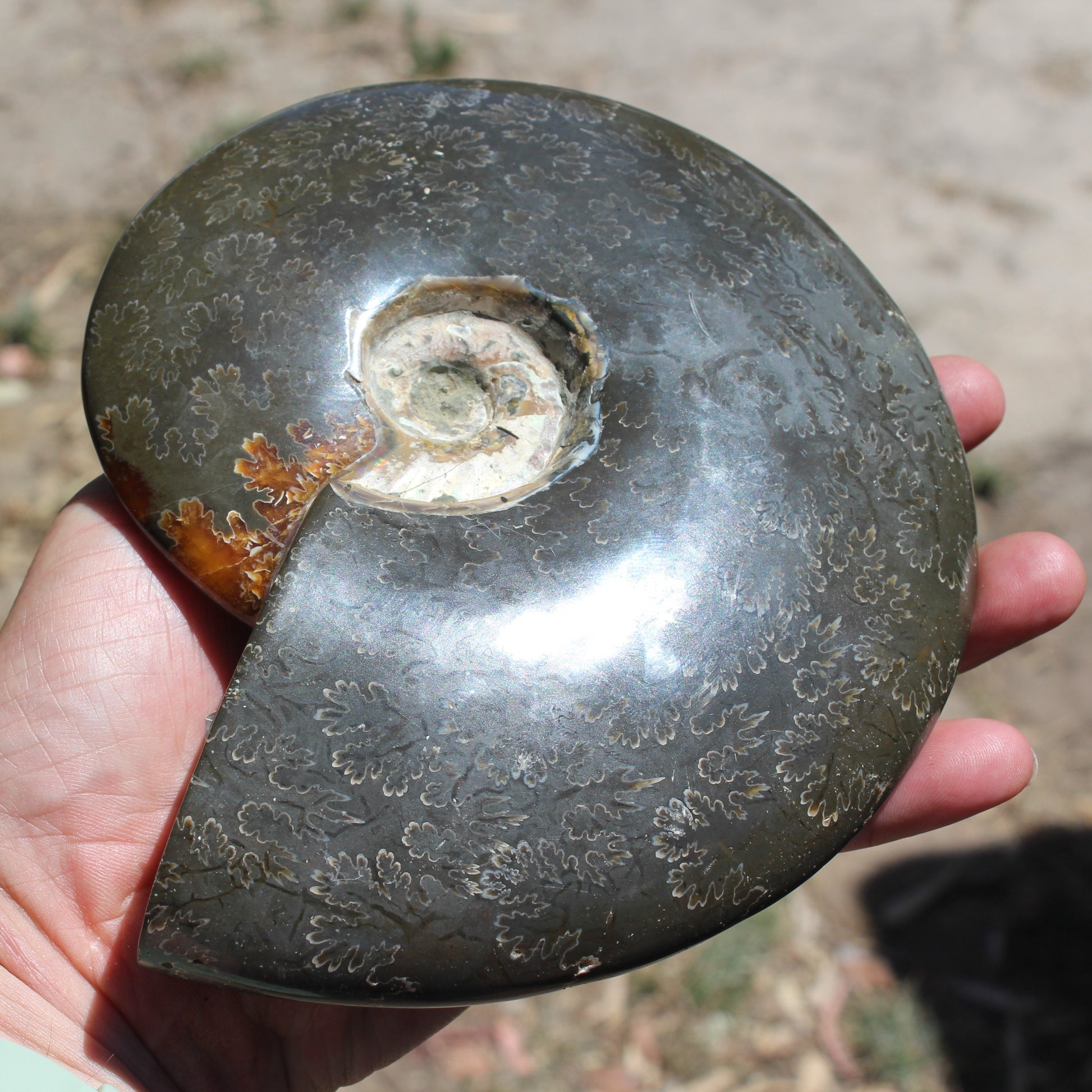 Ammonite from Madagascar 1326g Rocks and Things