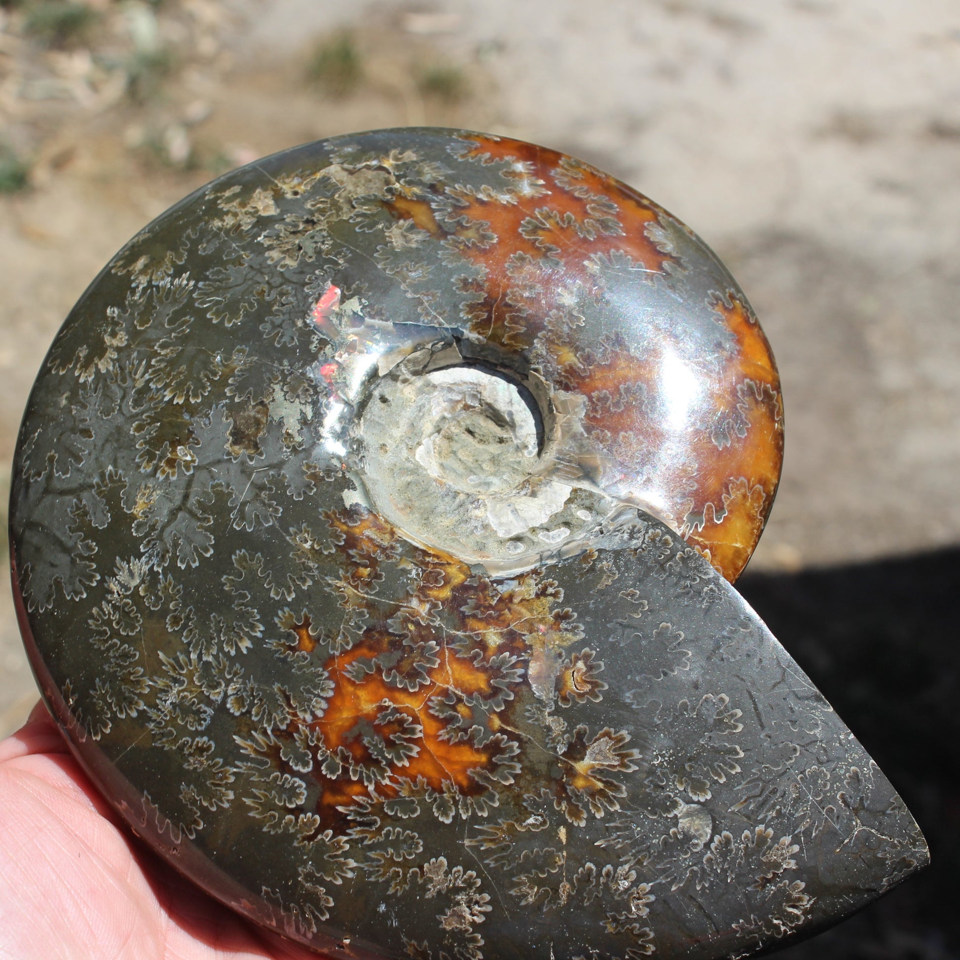 Ammonite from Madagascar 1326g Rocks and Things