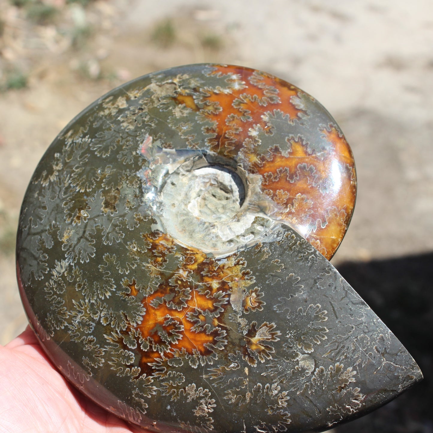 Ammonite from Madagascar 1326g Rocks and Things