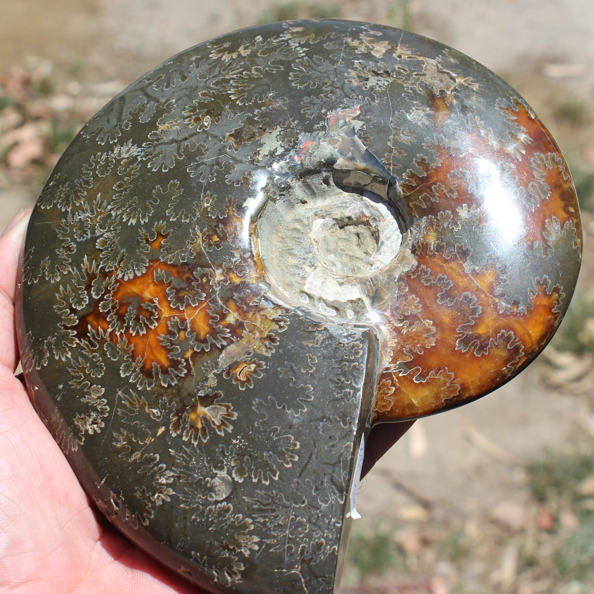 Ammonite from Madagascar 1326g Rocks and Things