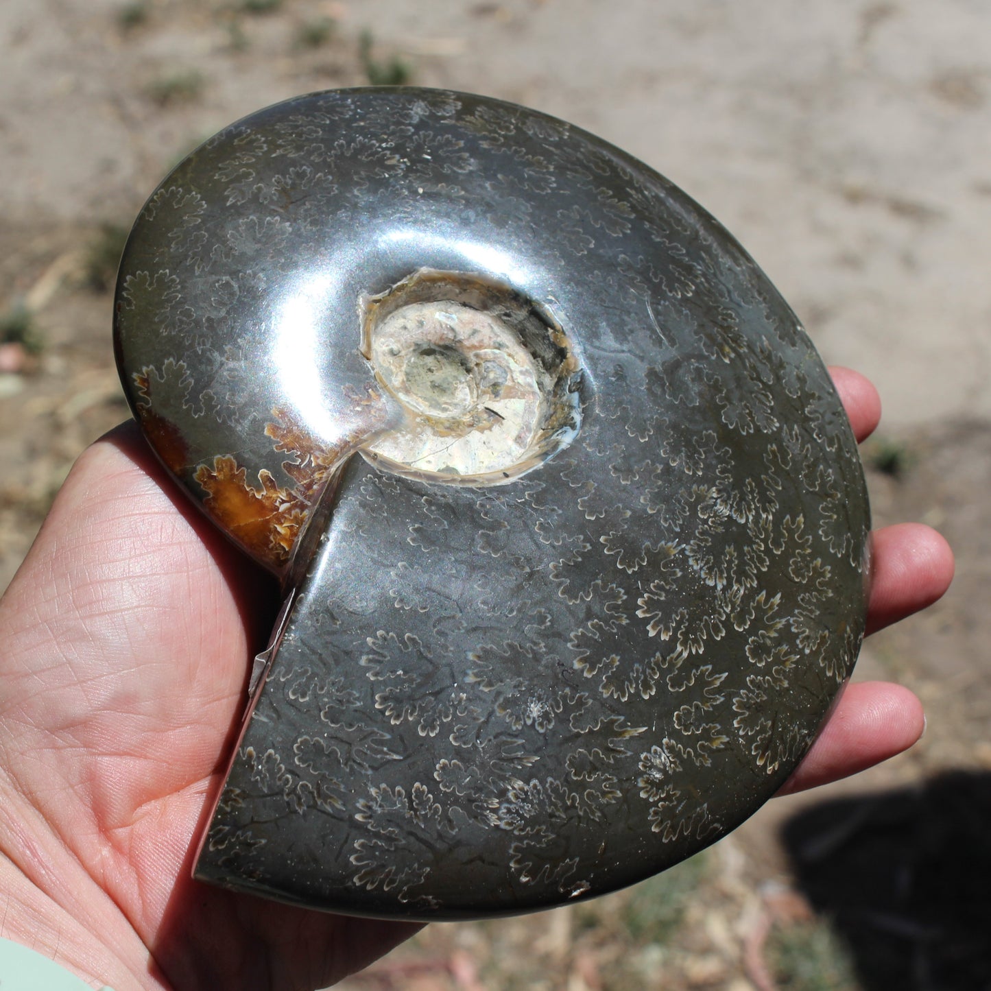 Ammonite from Madagascar 1326g