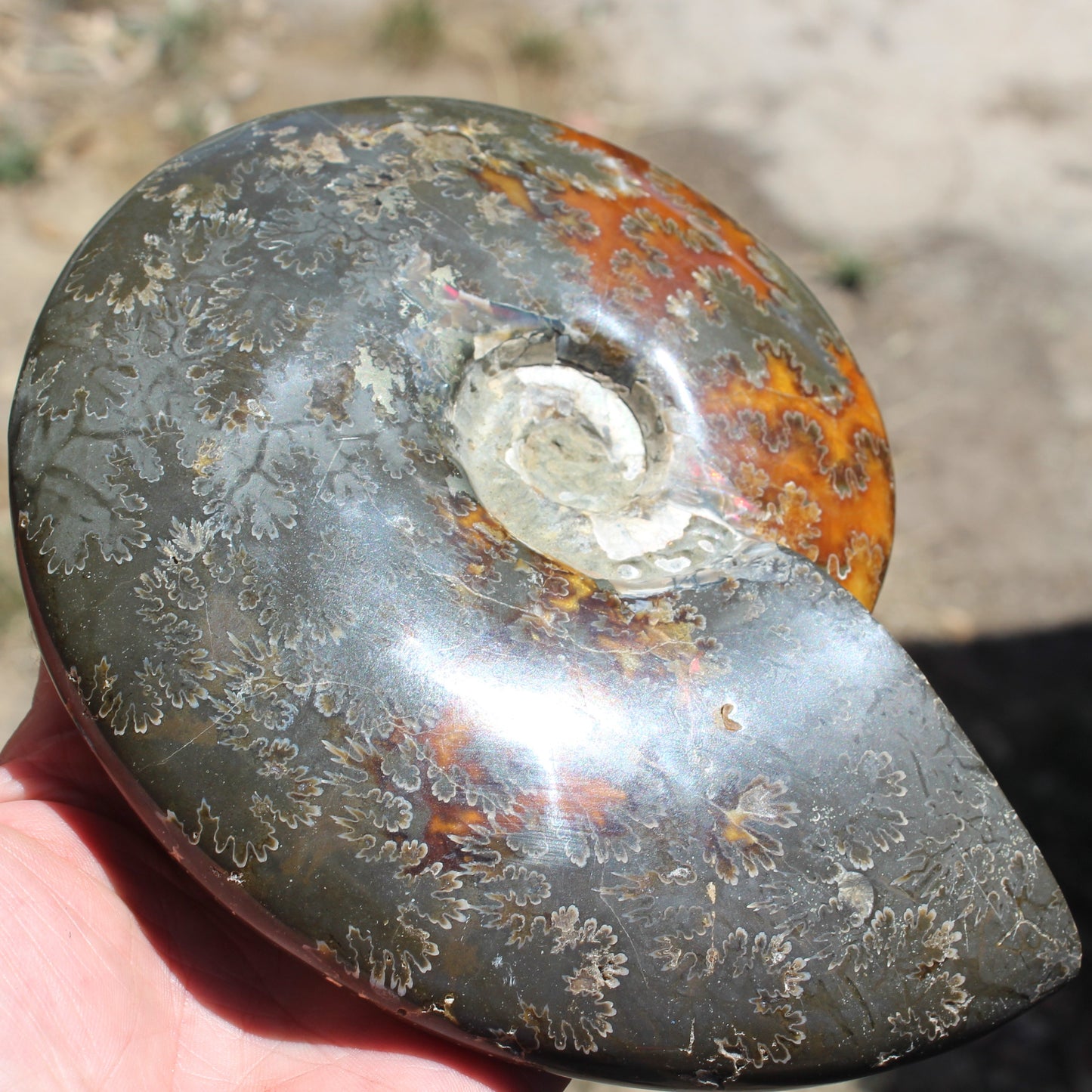 Ammonite from Madagascar 1326g Rocks and Things