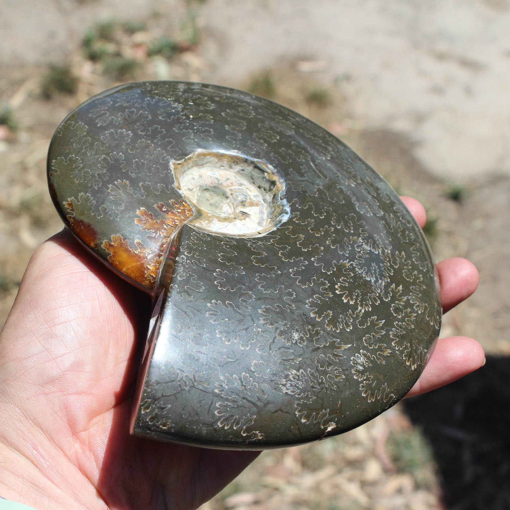 Ammonite from Madagascar 1326g Rocks and Things