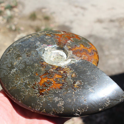 Ammonite from Madagascar 1326g Rocks and Things