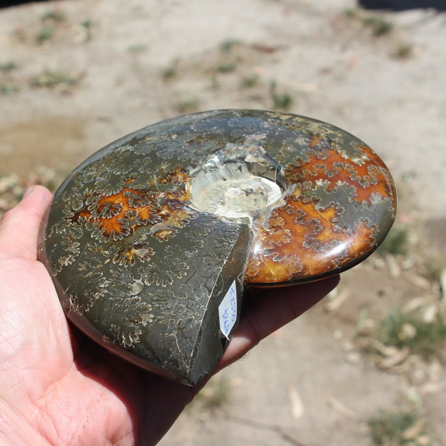 Ammonite from Madagascar 1326g