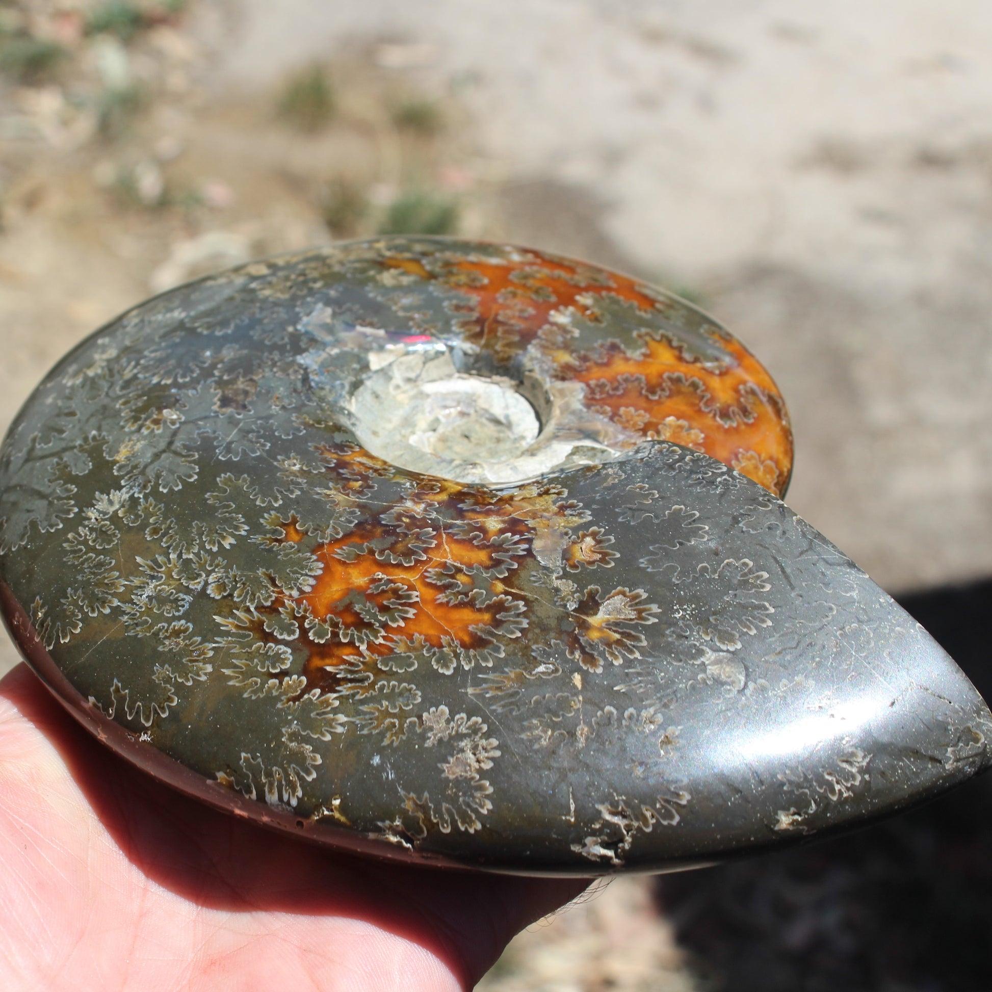 Ammonite from Madagascar 1326g Rocks and Things