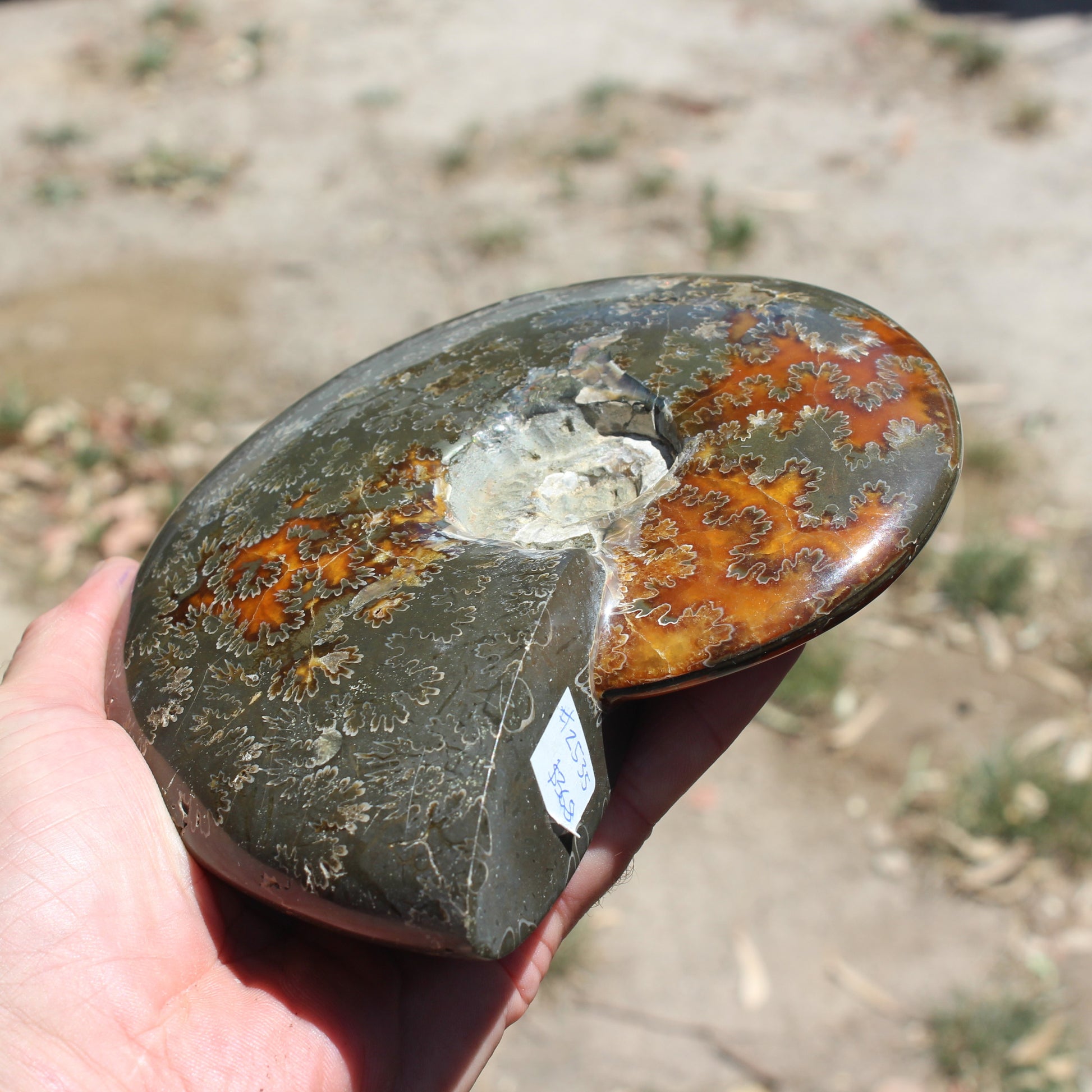 Ammonite from Madagascar 1326g Rocks and Things