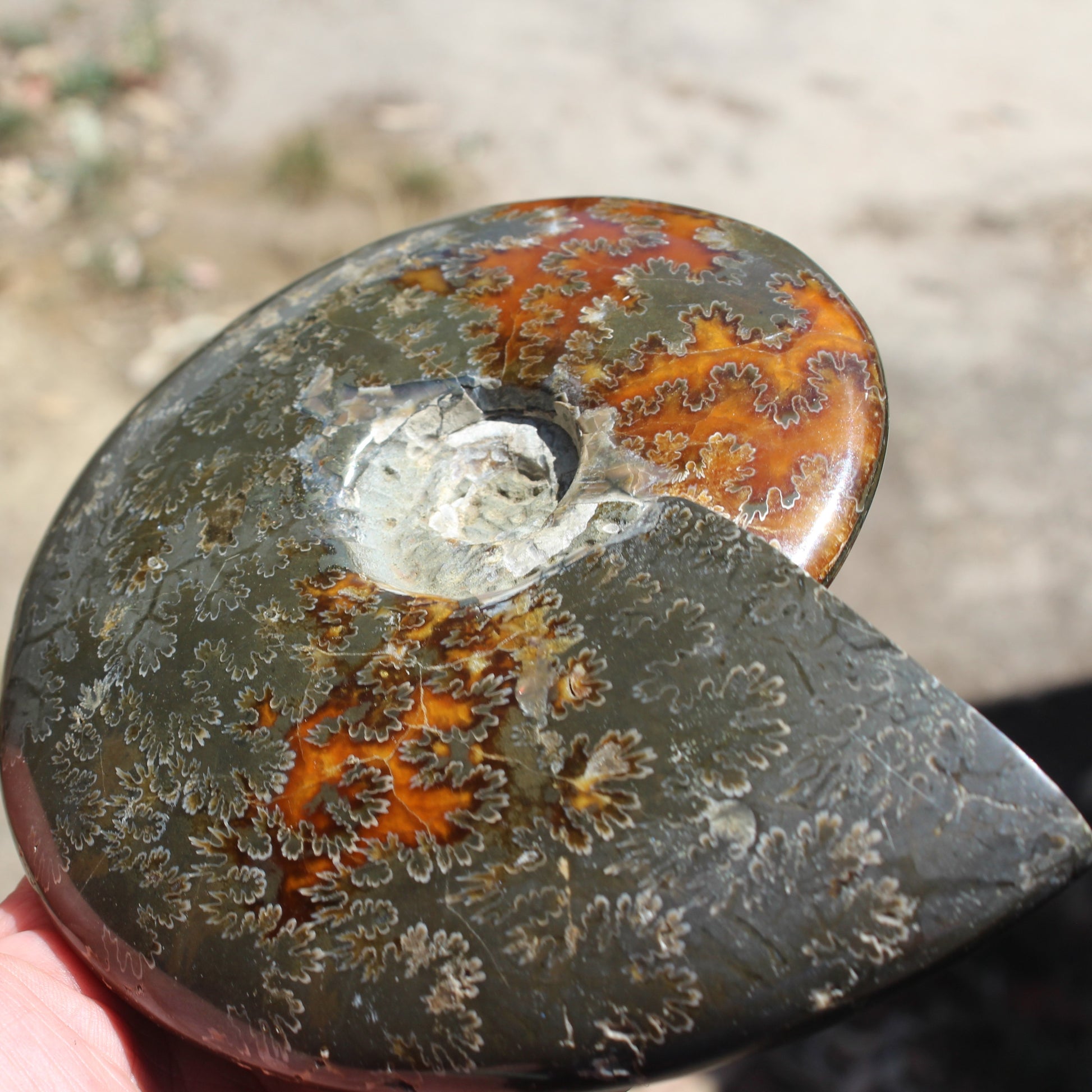 Ammonite from Madagascar 1326g Rocks and Things