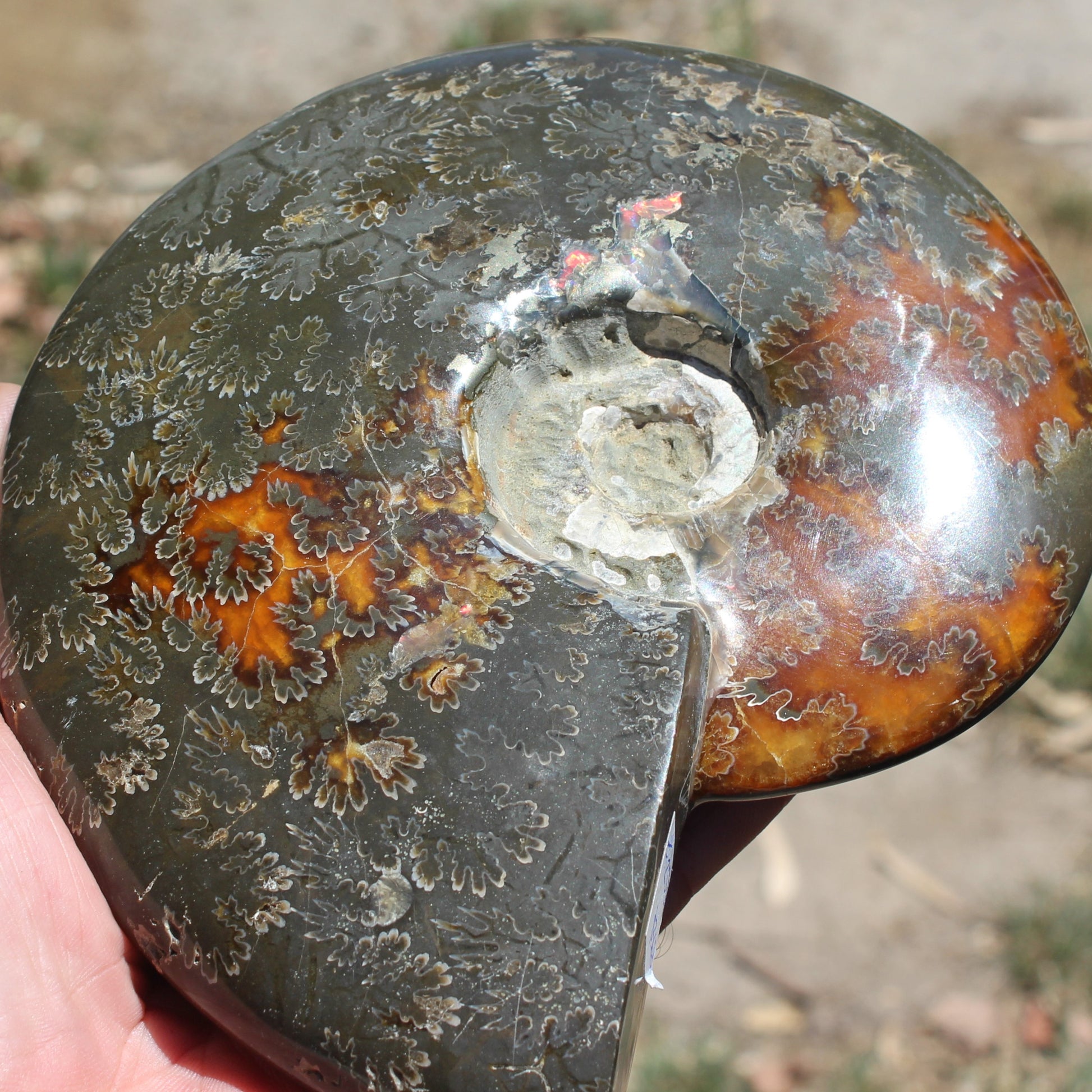 Ammonite from Madagascar 1326g Rocks and Things