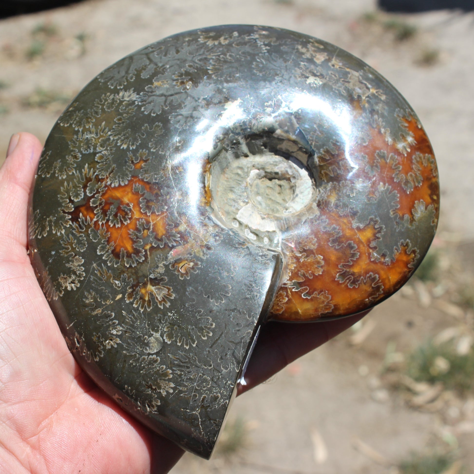 Ammonite from Madagascar 1326g Rocks and Things