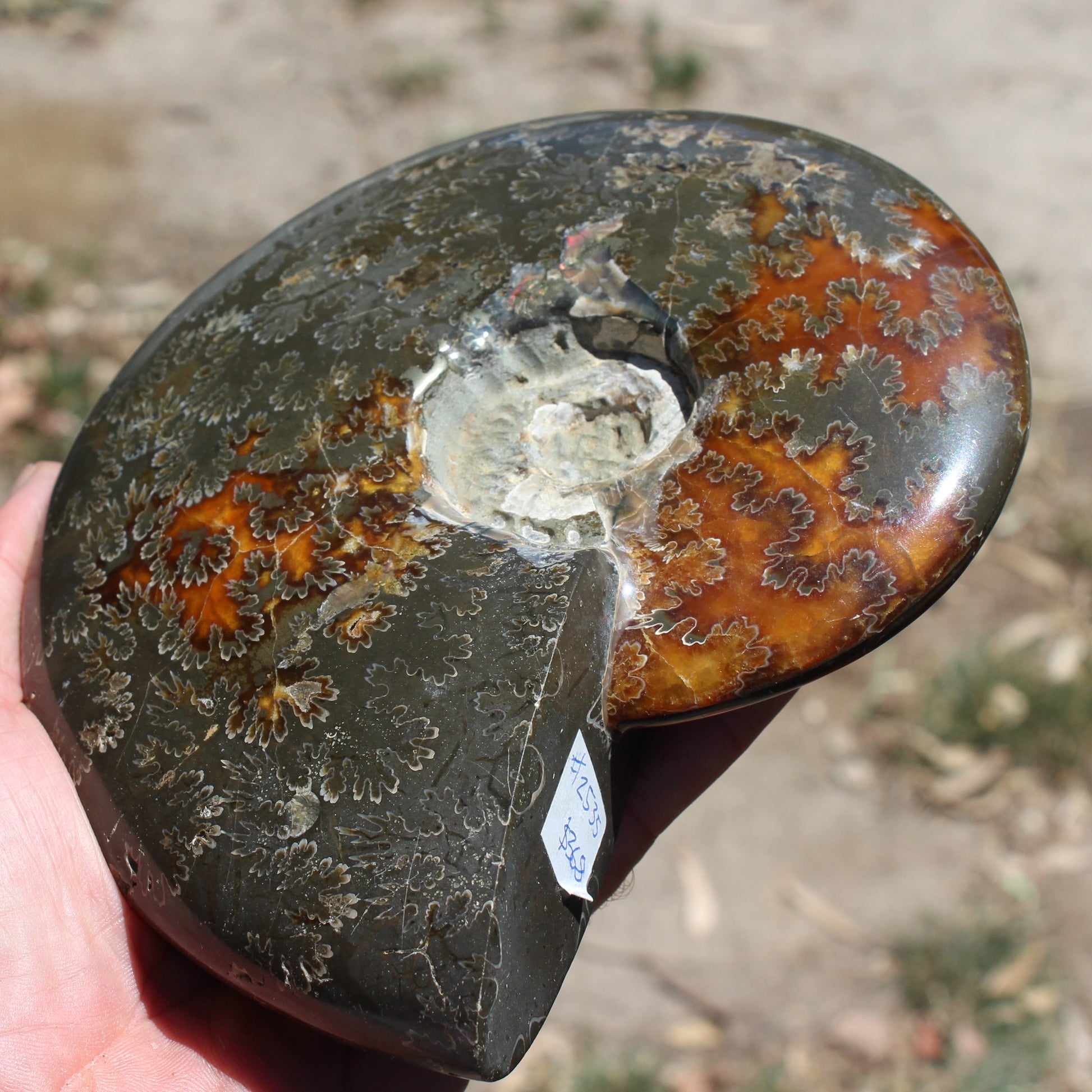 Ammonite from Madagascar 1326g Rocks and Things