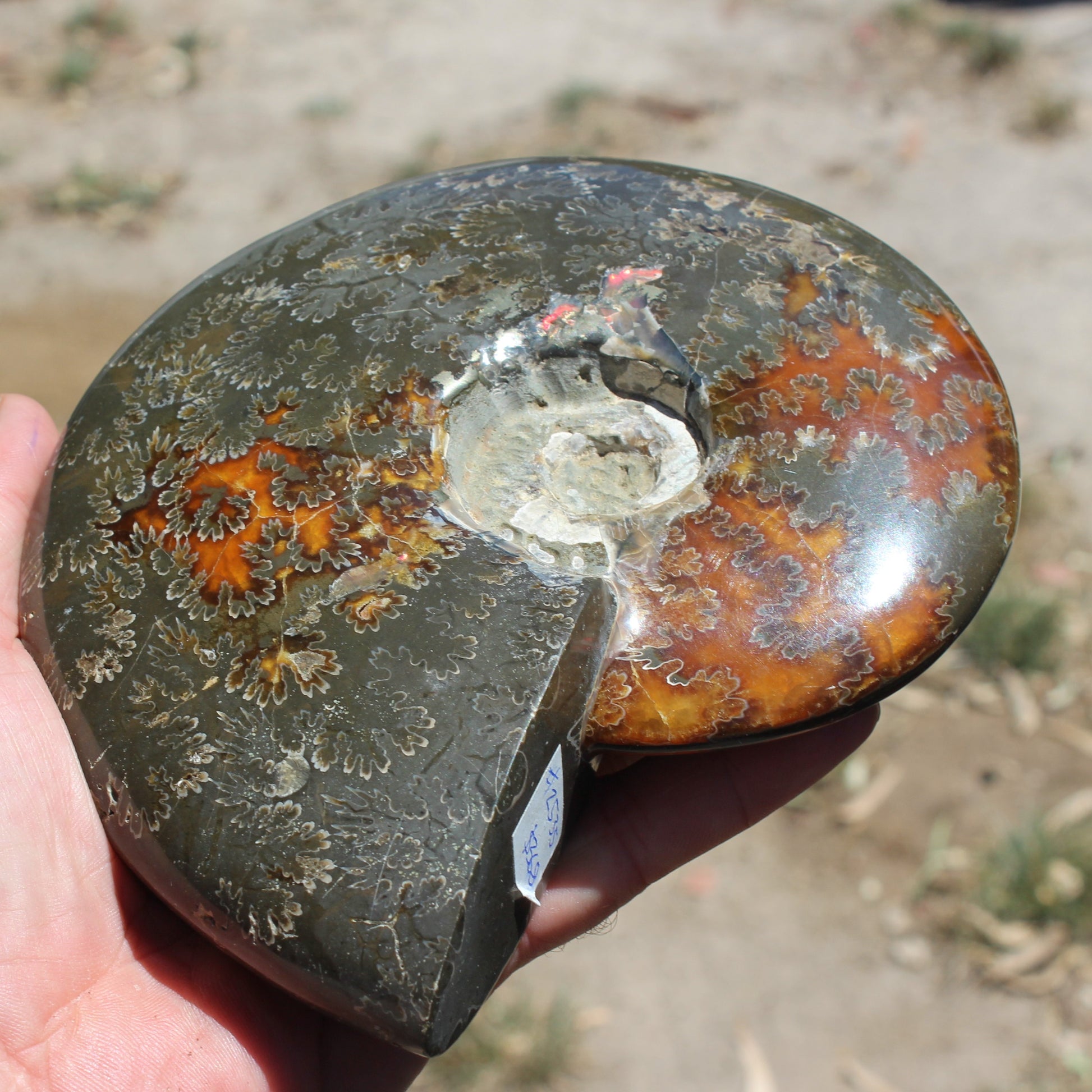 Ammonite from Madagascar 1326g Rocks and Things