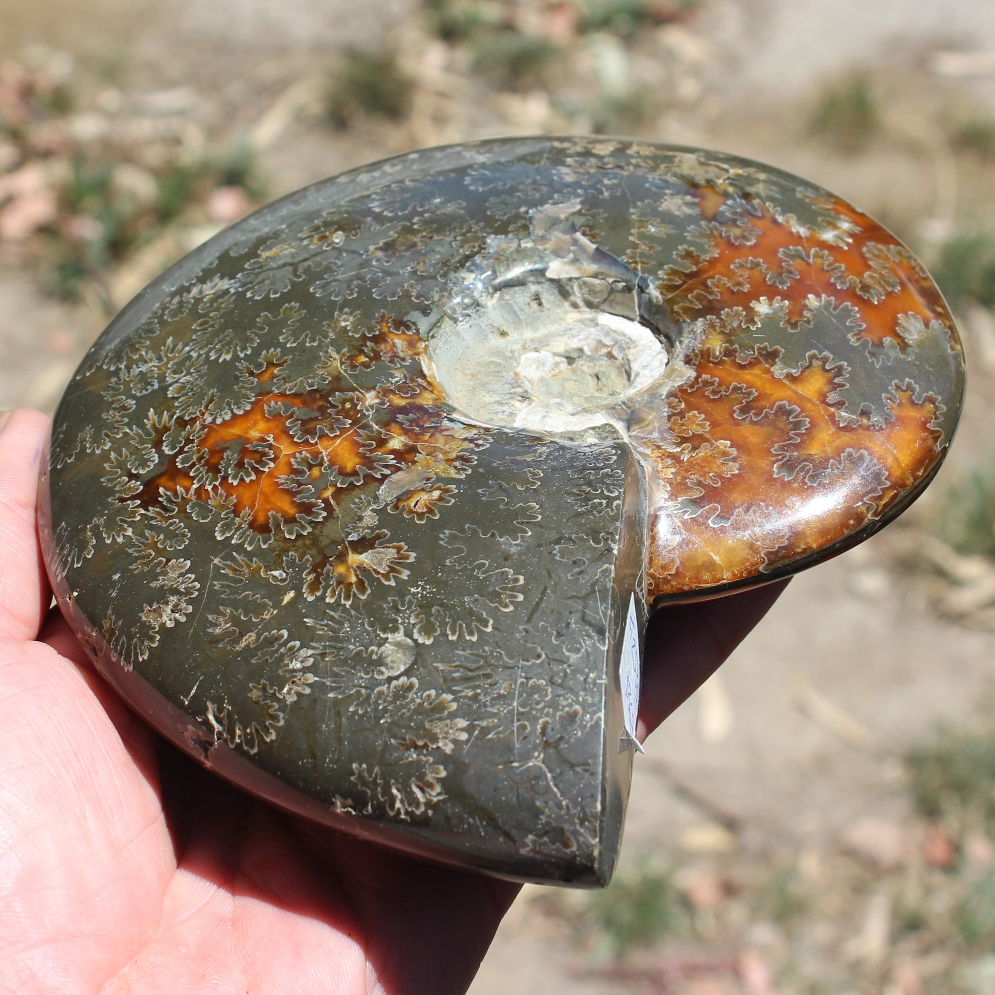 Ammonite from Madagascar 1326g Rocks and Things