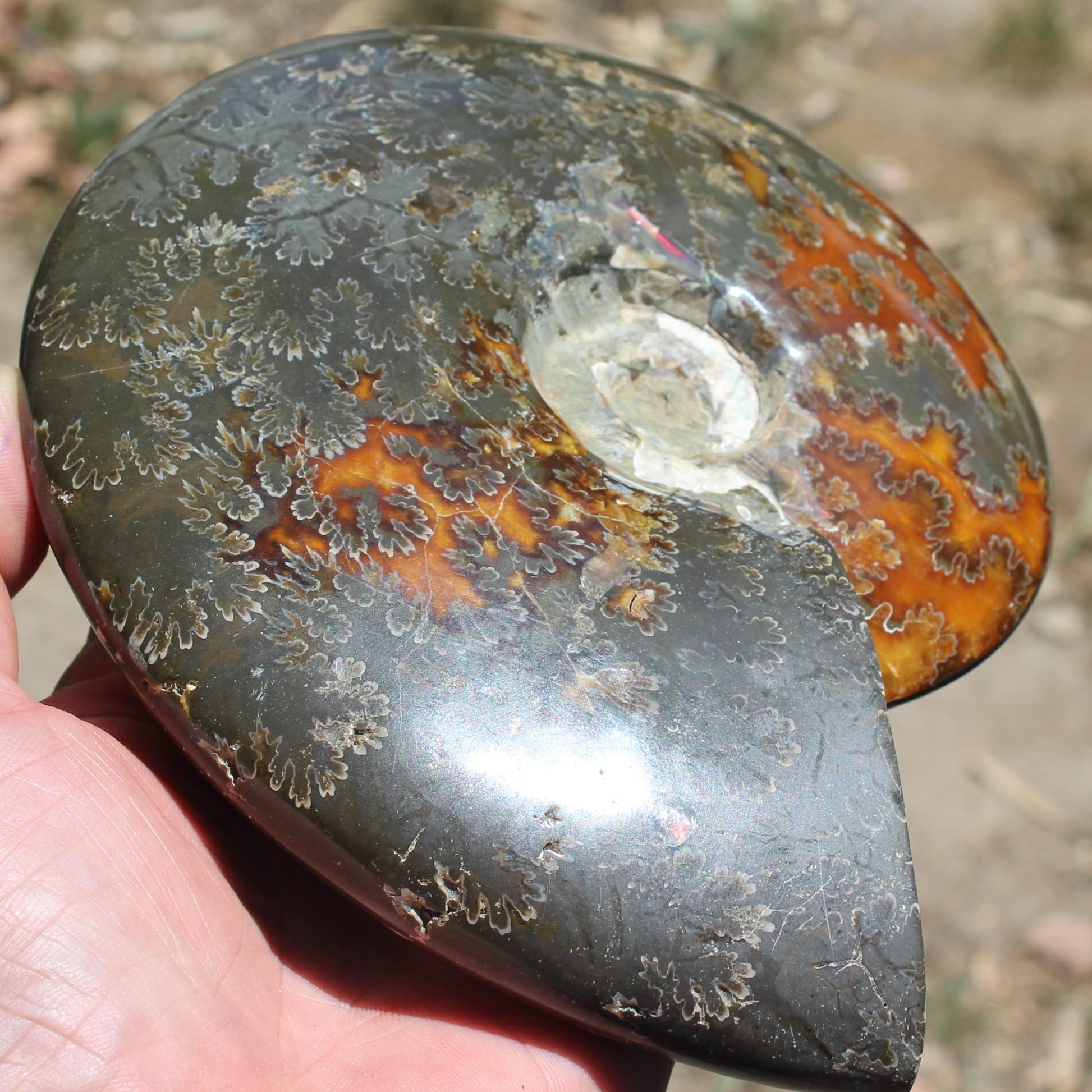 Ammonite from Madagascar 1326g Rocks and Things