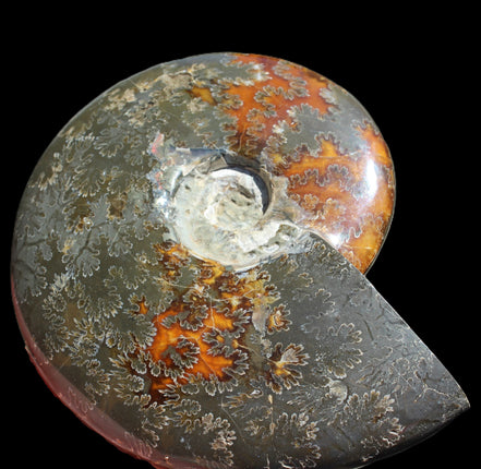 Ammonite from Madagascar 1326g Rocks and Things