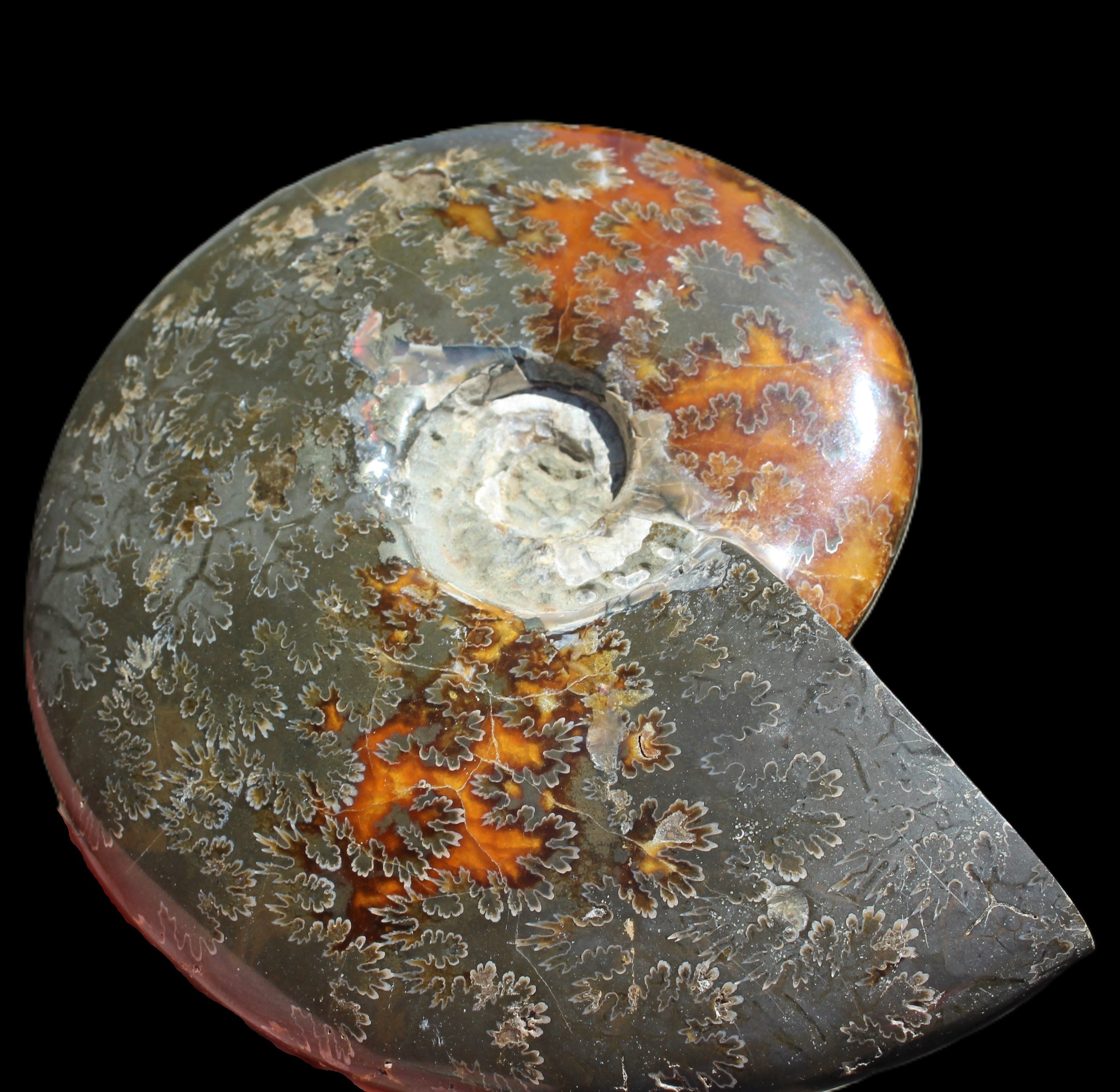 Ammonite from Madagascar 1326g Rocks and Things