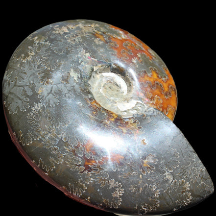 Ammonite from Madagascar 1326g Rocks and Things